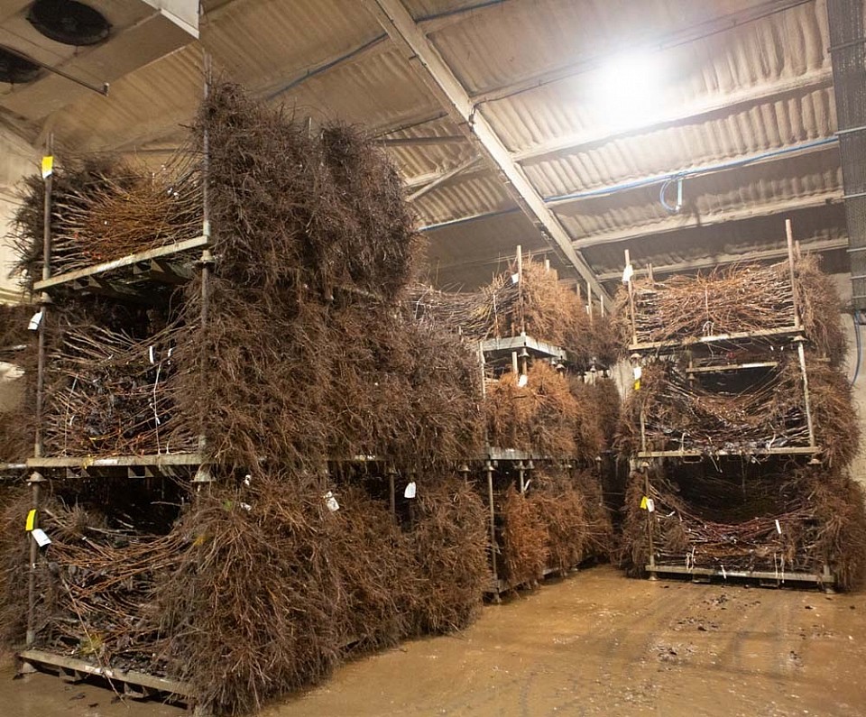Herbs and roots in our store room