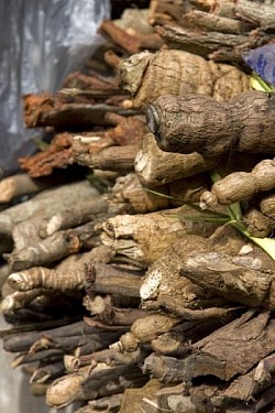 Roots