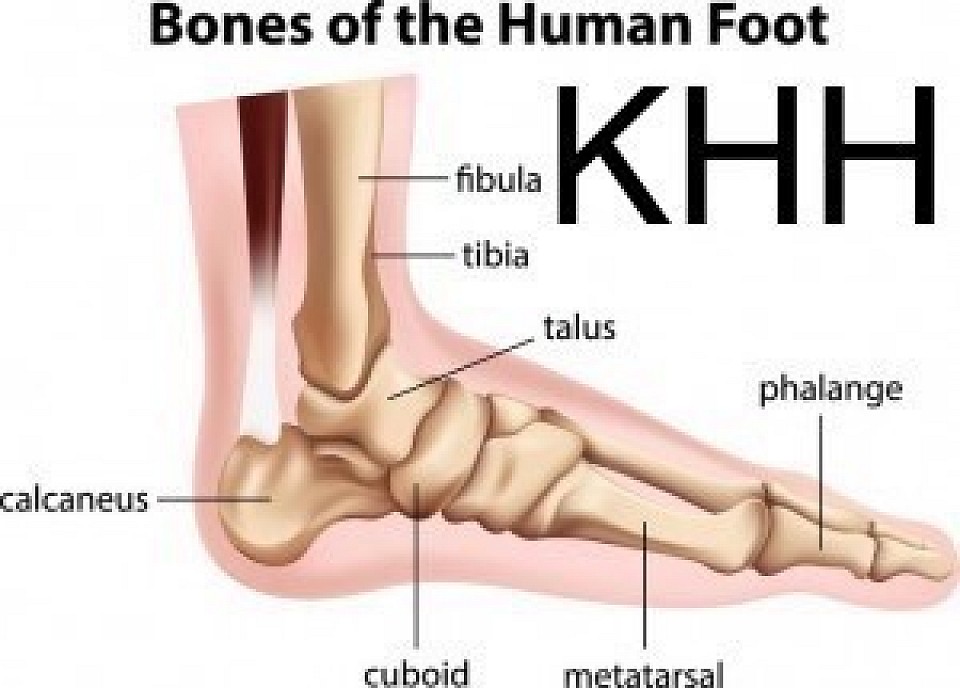 HUMAN BONE